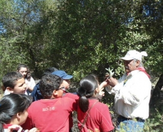 Explicando los tipos de planta